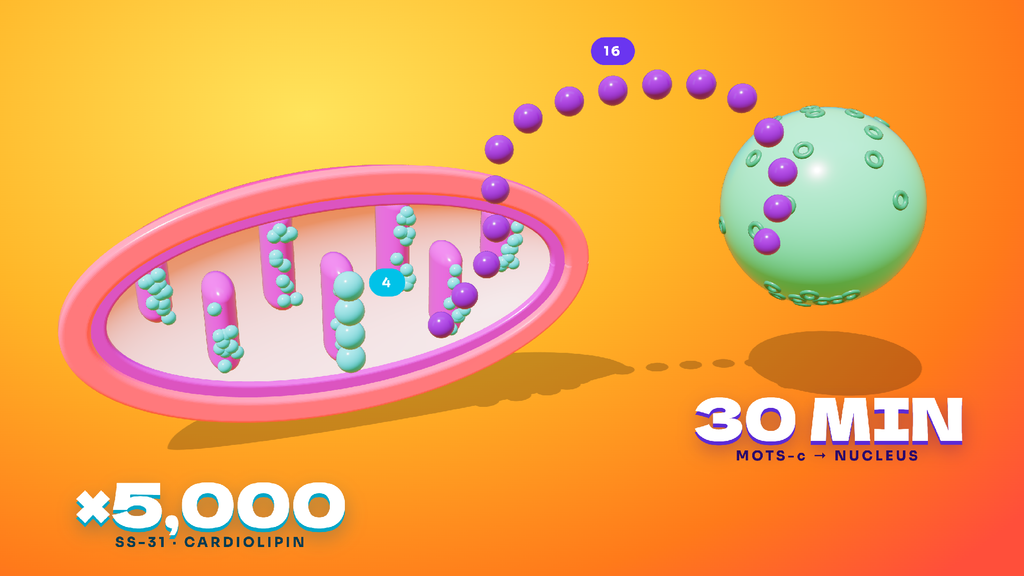 Diagram showing SS-31 binding cardiolipin at the inner mitochondrial membrane and MOTS-c signalling to the nucleus