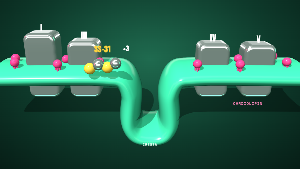 Diagram showing SS-31 binding cardiolipin in the inner mitochondrial membrane