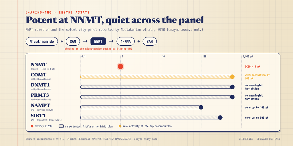 NNMT reaction and 5-Amino-1MQ selectivity panel: IC50 near 1 µM at NNMT against highest concentrations tested at COMT, DNMT1, PRMT3, NAMPT and SIRT1