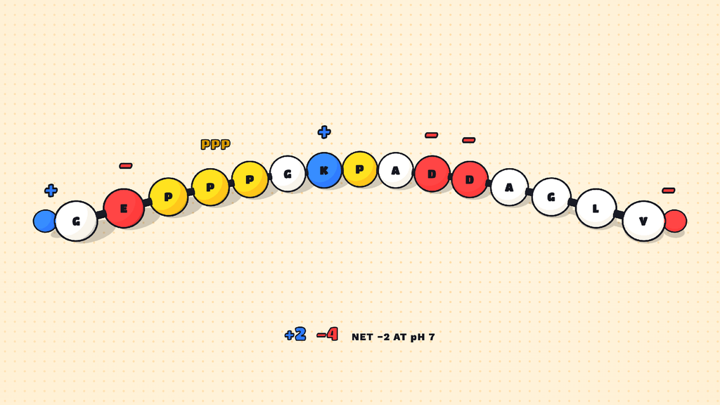 Diagram showing charge map of the 15-residue BPC-157 chain showing its basic and acidic sites