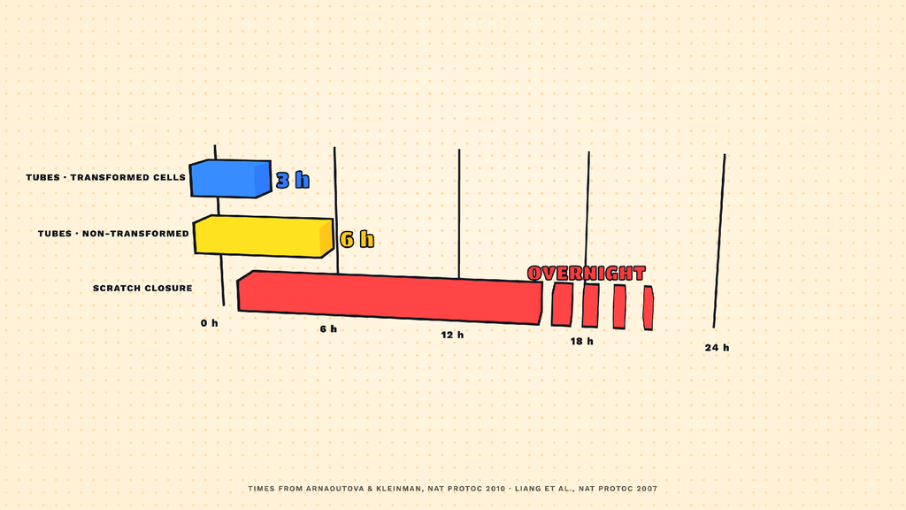 Time bars showing how long tube-formation and scratch assays take to read out