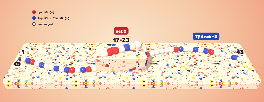 Diagram showing Fragment's 1+ and 2+ ions beside full Tβ4's 3+ to 7+ ions
