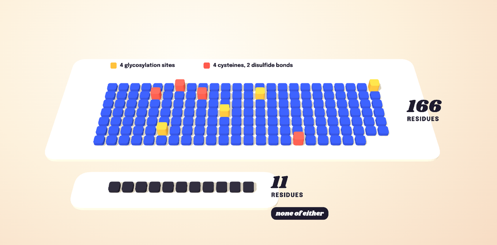 Diagram showing Comparison of erythropoietin's 166 residues, four glycosylation sites and two disulfide bonds beside ARA-290's 11 residues