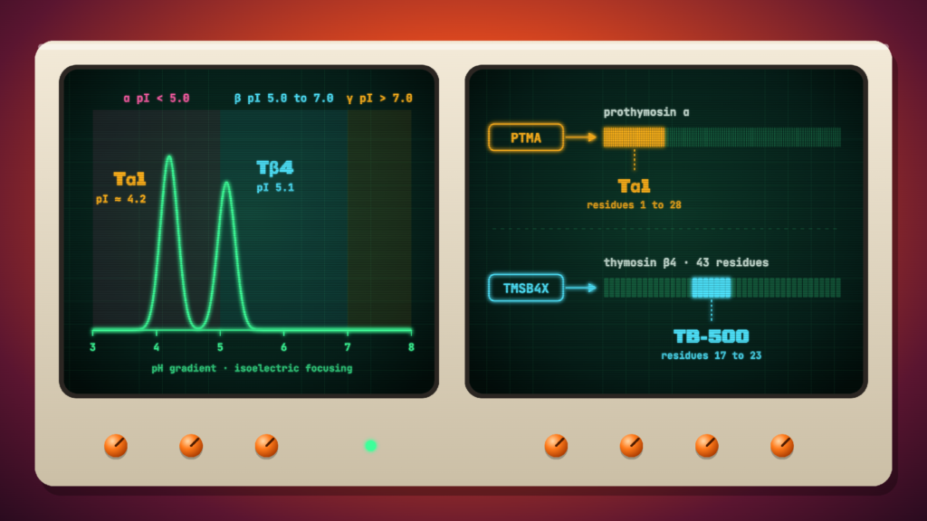 Isoelectric focusing trace placing thymosin alpha-1 in the alpha zone and thymosin beta-4 in the beta zone, beside the PTMA and TMSB4X genes with Tα1 as residues 1 to 28 and TB-500 as residues 17 to 23
